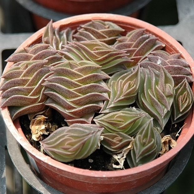 Tradescantia navicularis - 011 Dorinte