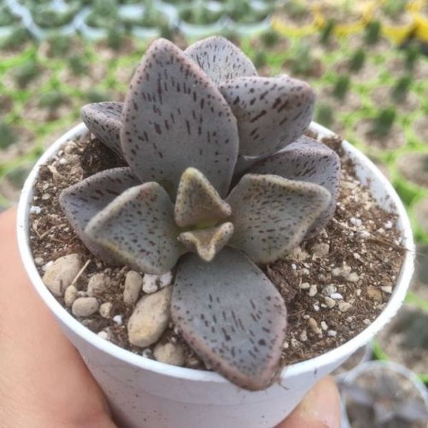 Lenophyllum guttatum - 011 Dorinte