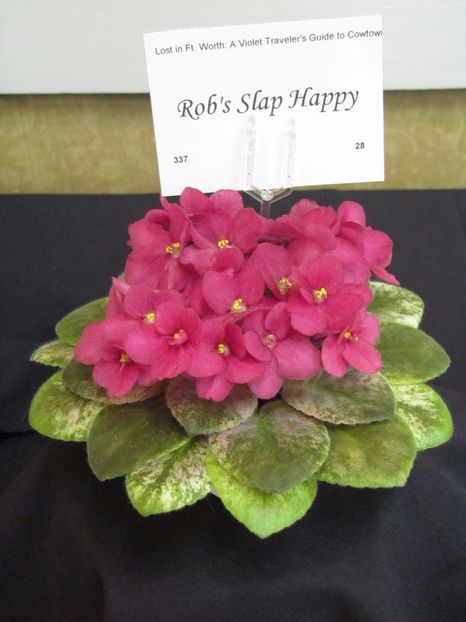 Rob s Slap Happy poza net - ZZ Rob s Slap Happy