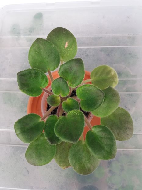 1 nov - ZZ Rob s Slap Happy