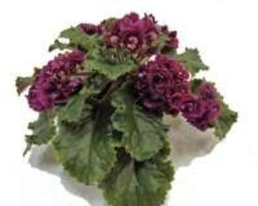 Ness Antique Red poza net - ZZ Ness Antique Red