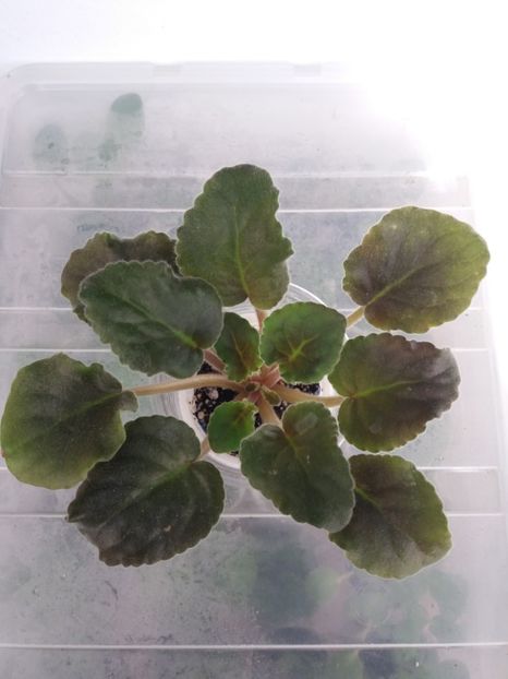 1 nov - ZZ Ness Antique Red