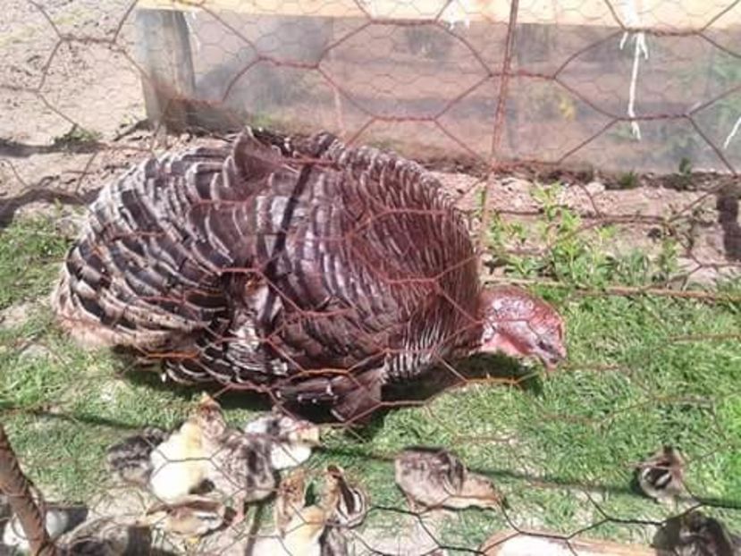  - Pui de curcă 2017