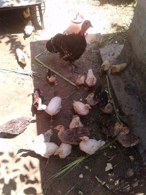  - Pui de curcă 2017