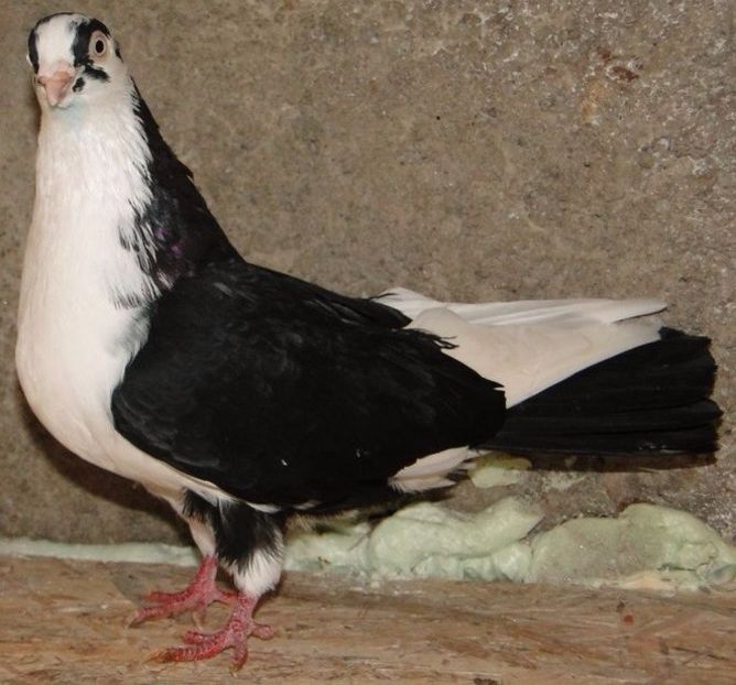 M 2013 - arhiva_porumbei dragi mie