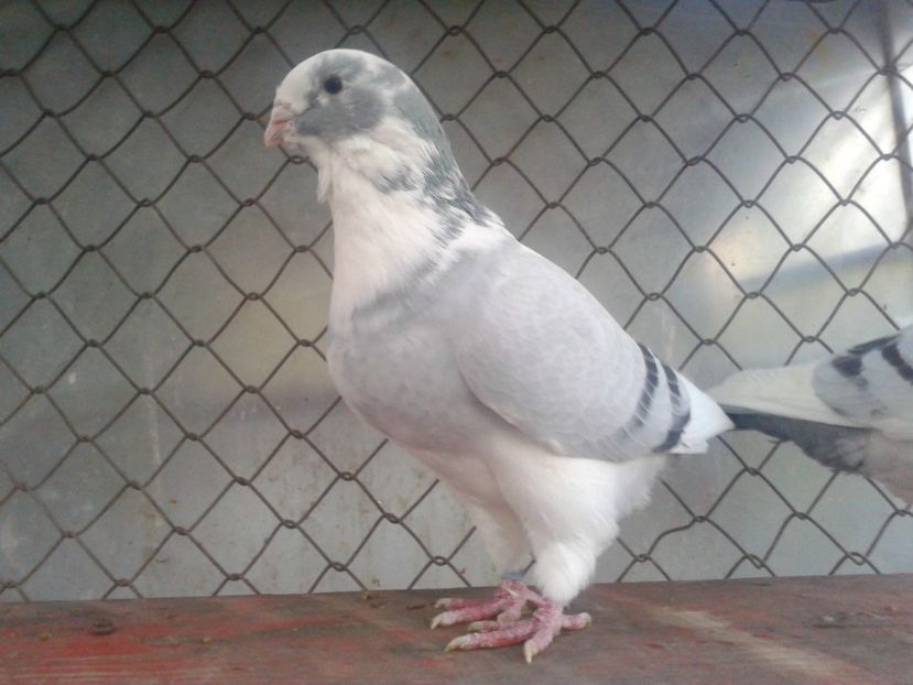 Fotografie0105 - Standard