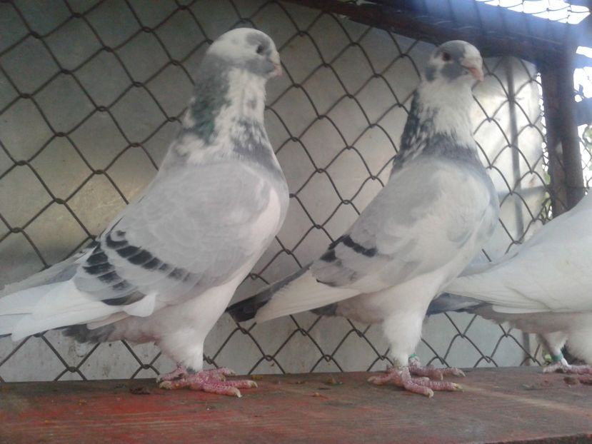 Fotografie0107 - Standard