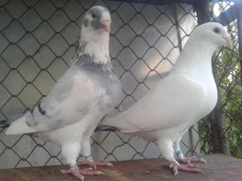 Fotografie0112 - Standard