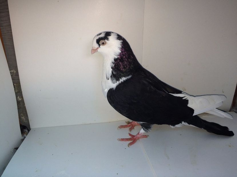 8968  mascul  2017_1 - tineret 2017