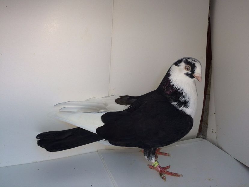 8968  mascul  2017_2 - tineret 2017