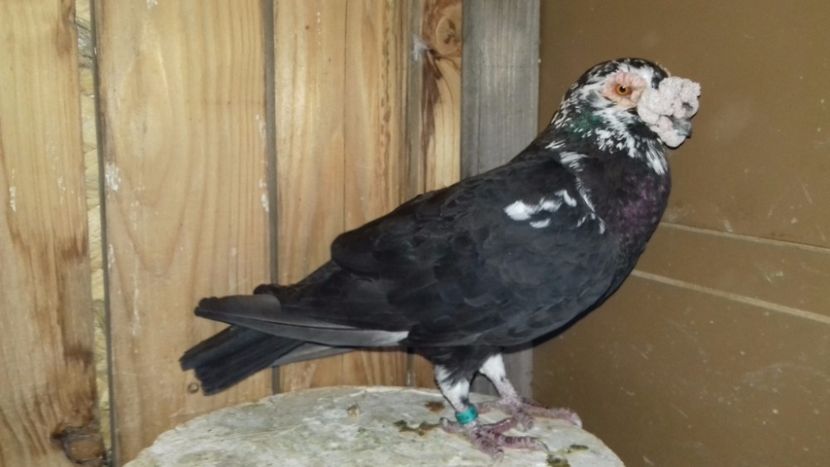  - V--Album ORIENTATIV-2