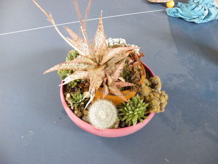  - Colectie suculente