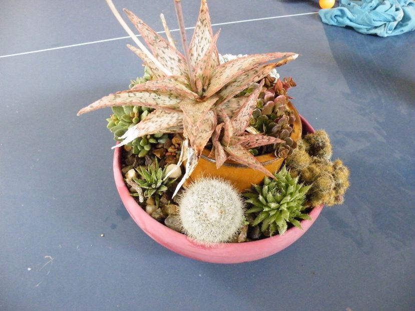  - Colectie suculente