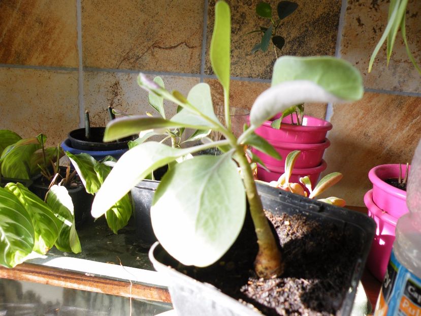 othonna triplinervia - Colectie caudiciforme- un alt inceput