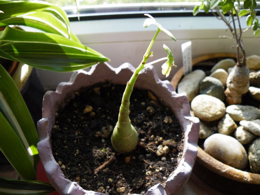 adenia glauca - Colectie caudiciforme- un alt inceput