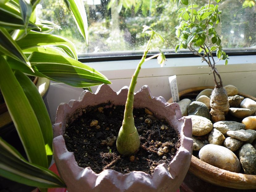  - Colectie caudiciforme- un alt inceput