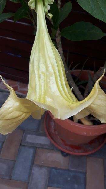  - brugmansia 2017