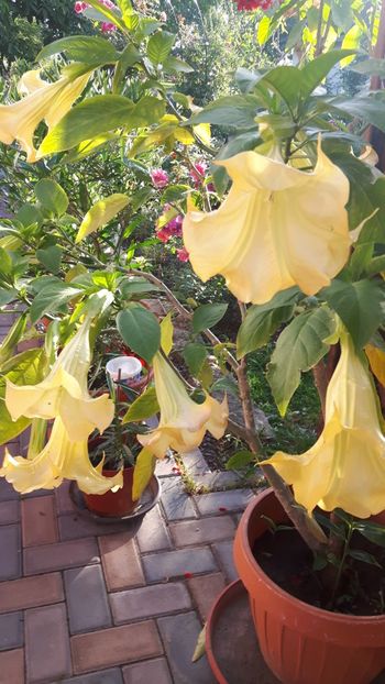  - brugmansia 2017