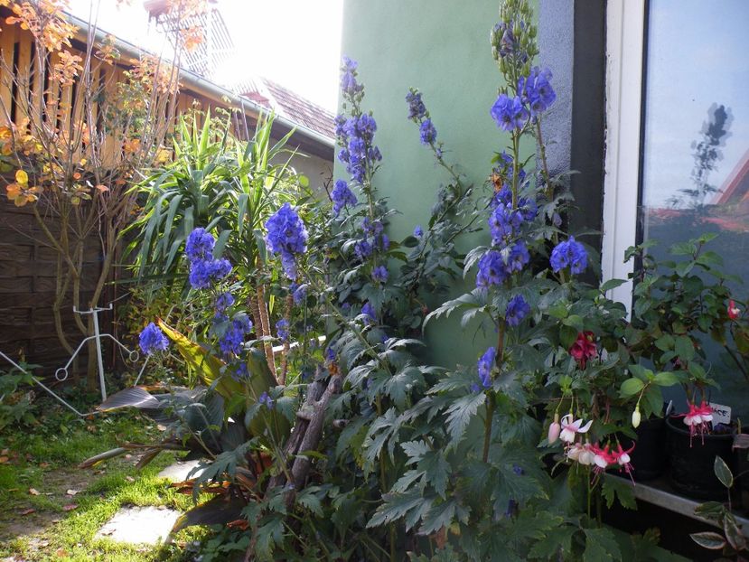  - 2017 in gradina mea