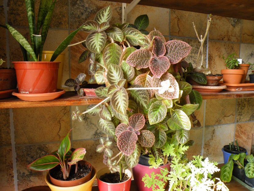  - 2017 in gradina mea