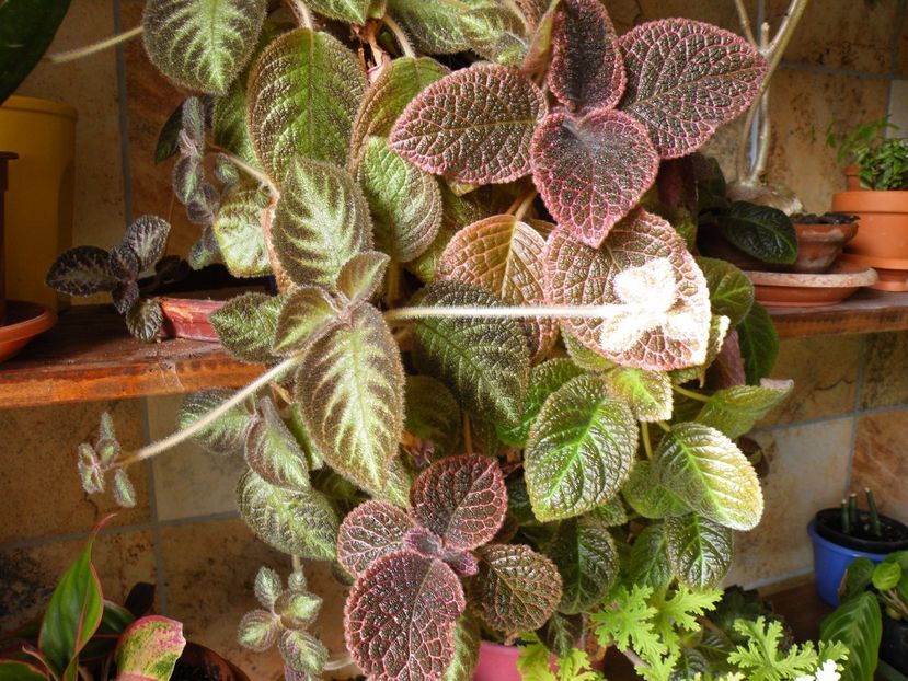  - 2017 in gradina mea