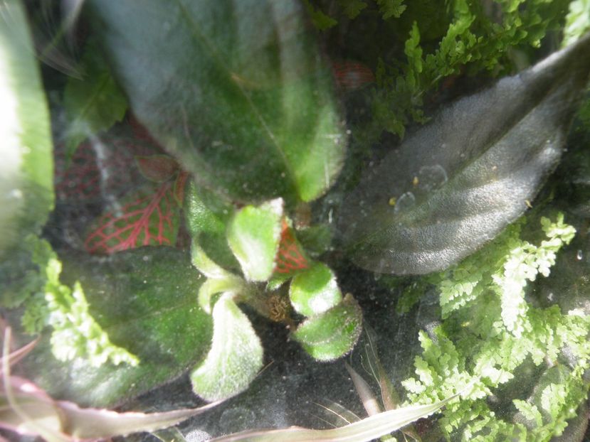  - Un nou proiect- miniterariu