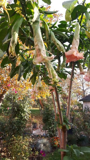  - brugmansia 2017