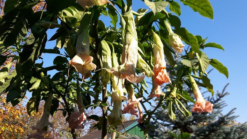  - brugmansia 2017