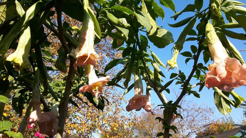  - brugmansia 2017