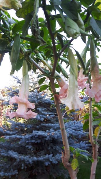  - brugmansia 2017