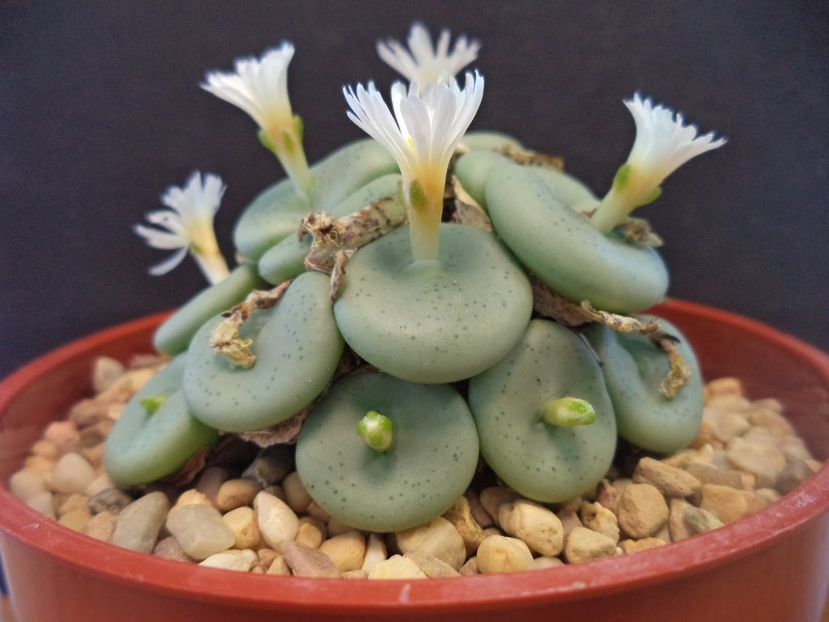 Conophytum globosum - 011 Dorinte