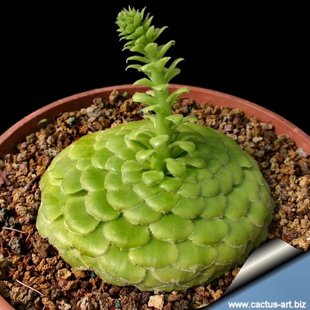 Aeonium tabuliforme achizitionat - 011 Dorinte
