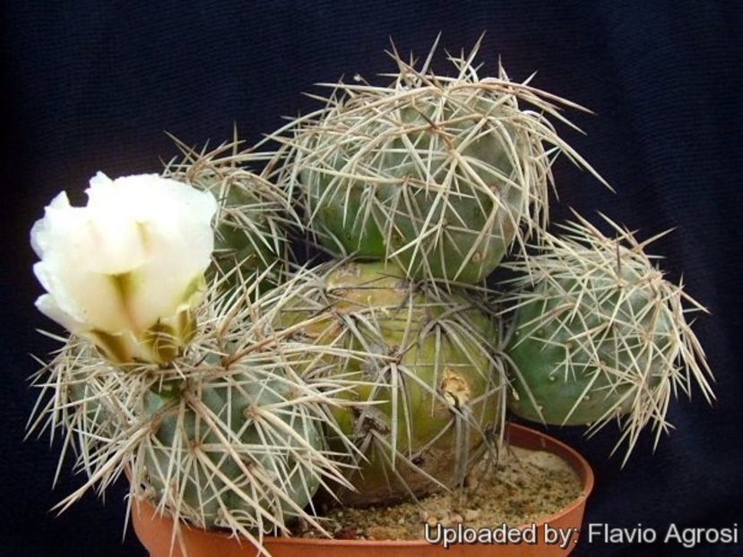 Tephrocactus alexanderi - 011 Dorinte