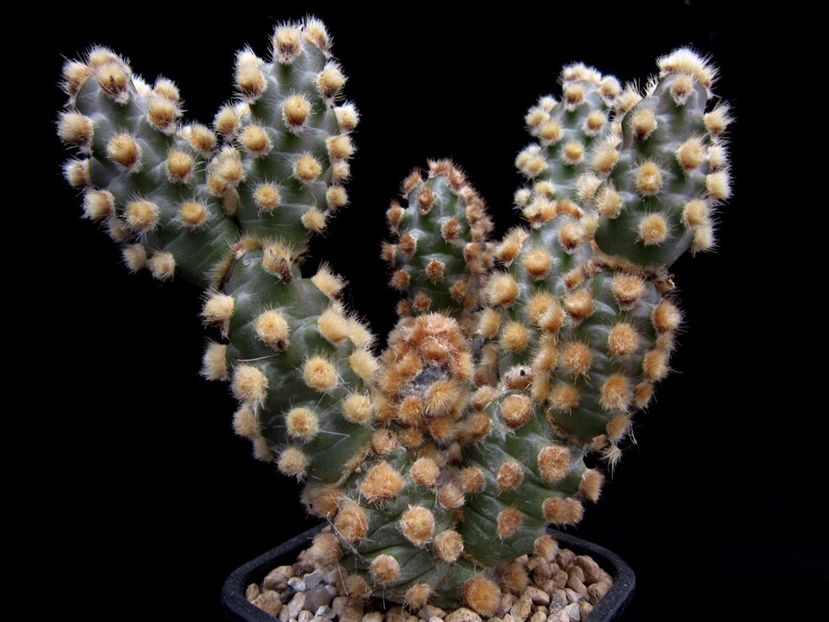 Tephrocactus molinensis - 011 Dorinte