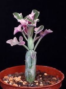 senecio articulatus variegata - 011 Dorinte