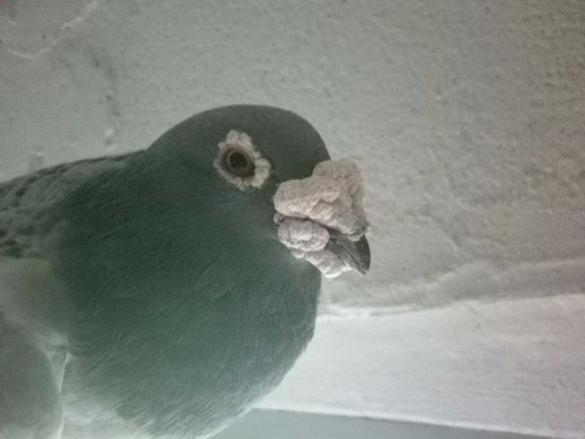 2hicphj - V- Album ORIENTATIV 3