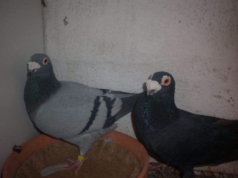 25jf9zc - V- Album ORIENTATIV 3