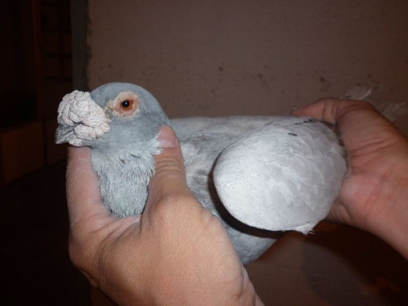 52jnlc - V- Album ORIENTATIV 3