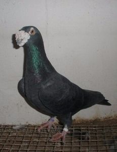  - V- Album ORIENTATIV 3