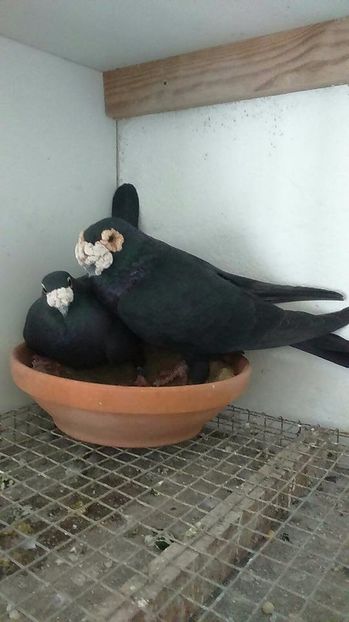  - V- Album ORIENTATIV 3