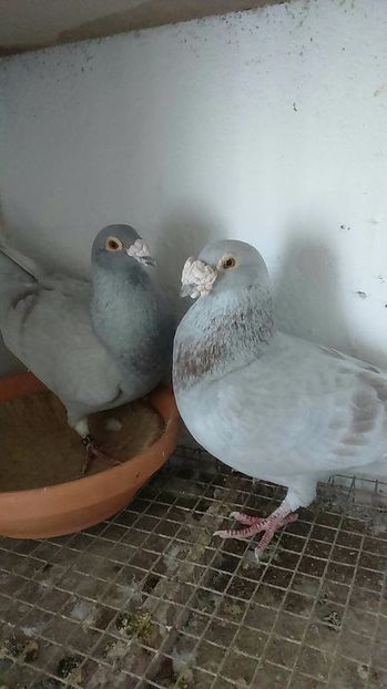  - V- Album ORIENTATIV 3