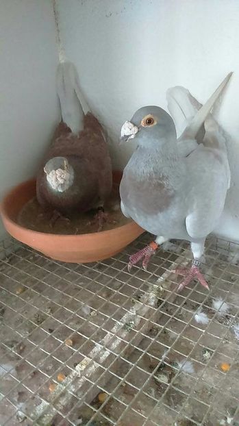  - V- Album ORIENTATIV 3