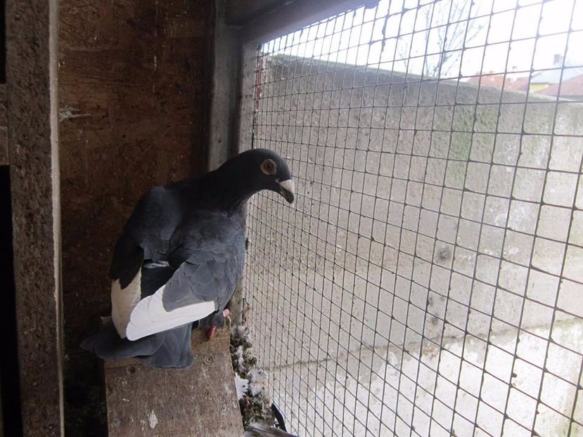  - V- Album ORIENTATIV 3