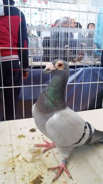  - V- Album ORIENTATIV 3