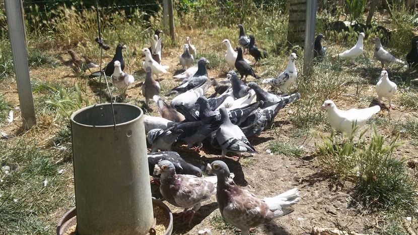  - V- Album ORIENTATIV 3