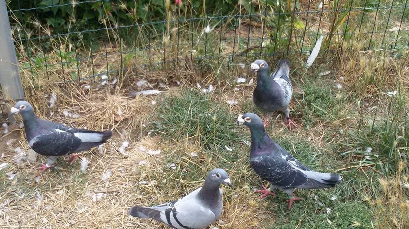  - V- Album ORIENTATIV 3