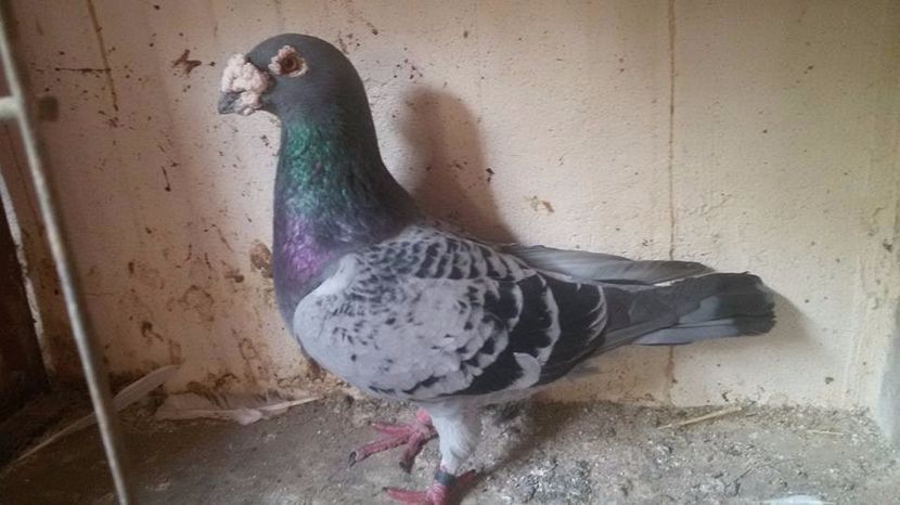  - V- Album ORIENTATIV 3