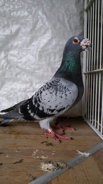  - V- Album ORIENTATIV 3