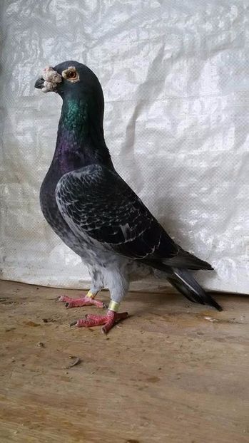  - V- Album ORIENTATIV 3