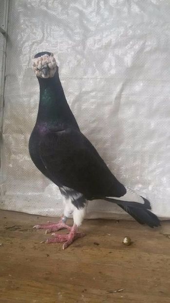  - V- Album ORIENTATIV 3